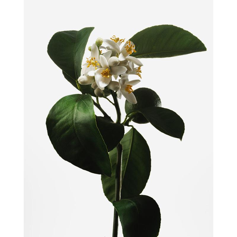 Naked Neroli - Nutrient-Rich Body Cream